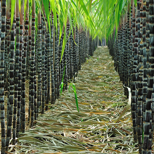Application of sugar cane fiber in Pulp Molding Industry